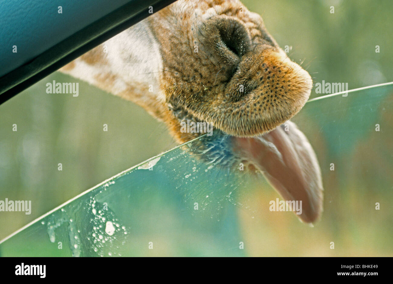 detail-if-a-giraffe-licking-a-car-window