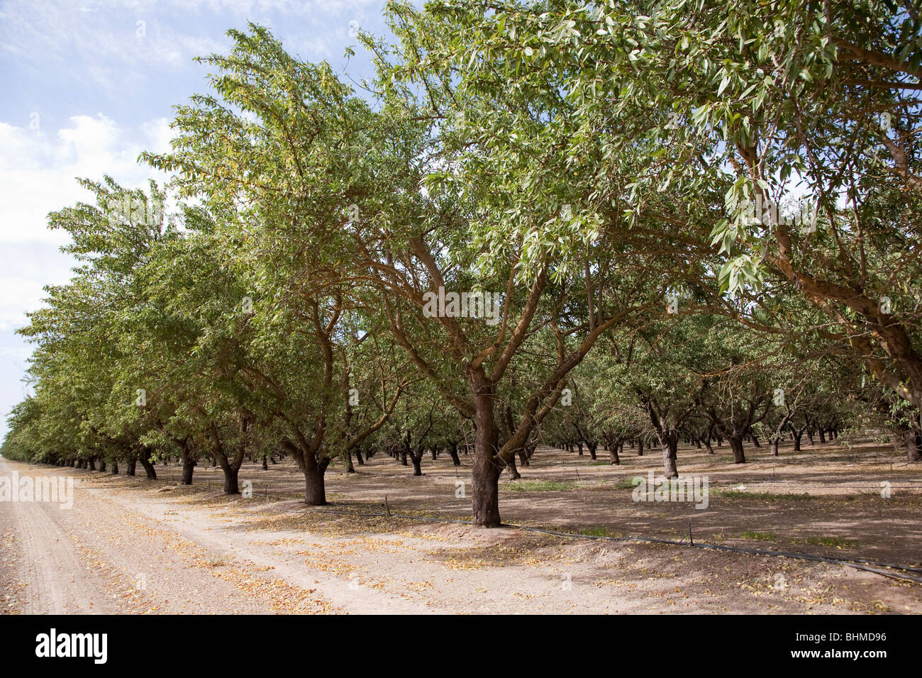 almond plantation in California, USA Stock Photo, Royalty Free Image