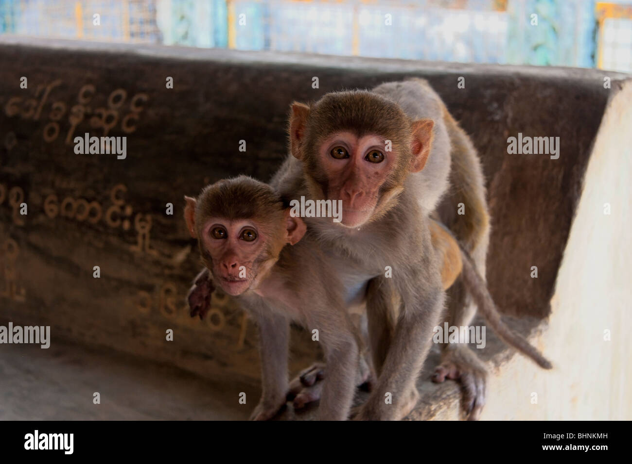 Apologise, but, Two monkeys having sex sorry Charming question Two monkeys having sex agree