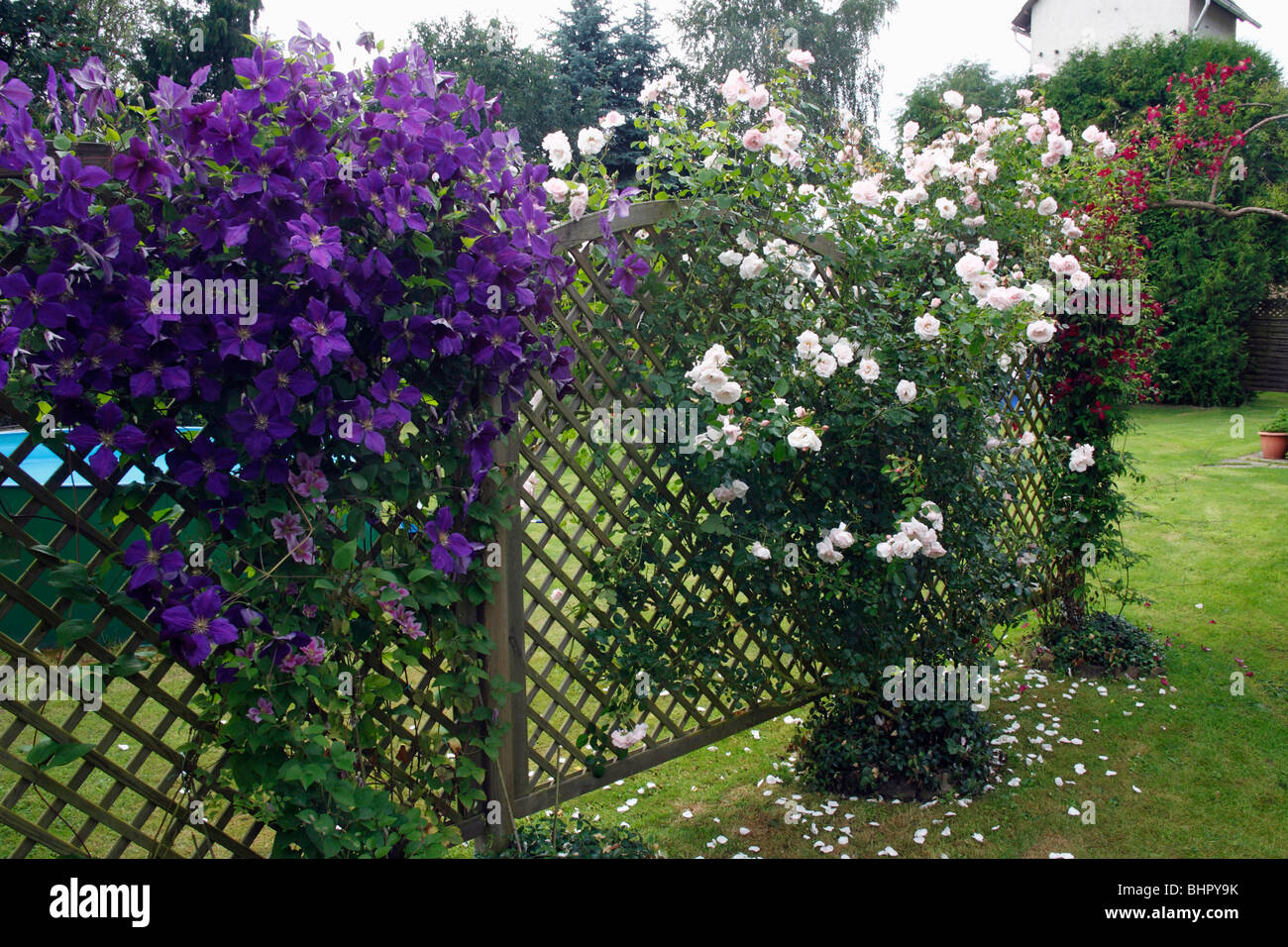 Flowering Clematis (x Jackmanni), and climbing rose growing on trellis in  garden, Germany