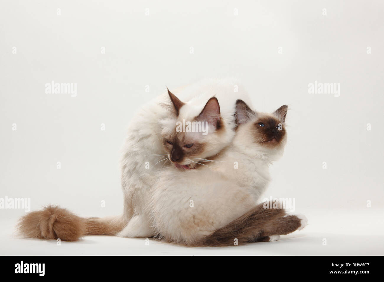 Sacred Cat Of Birma Chocolate Point With Kitten Birman Stock Photo