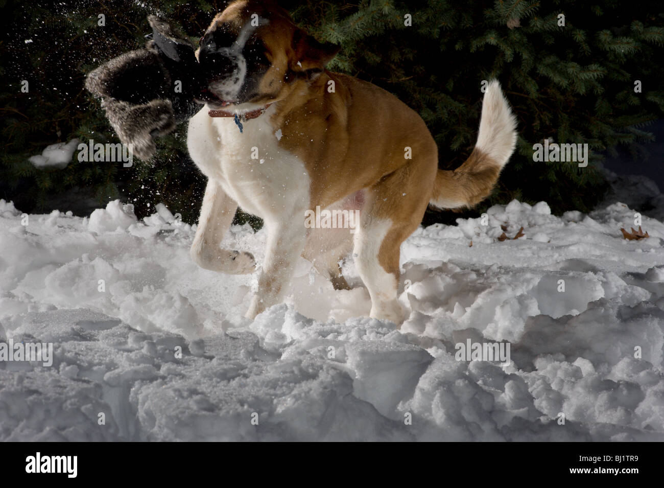 Short Haired St Bernard Playing Fetch With A Hat In The Snow Stock