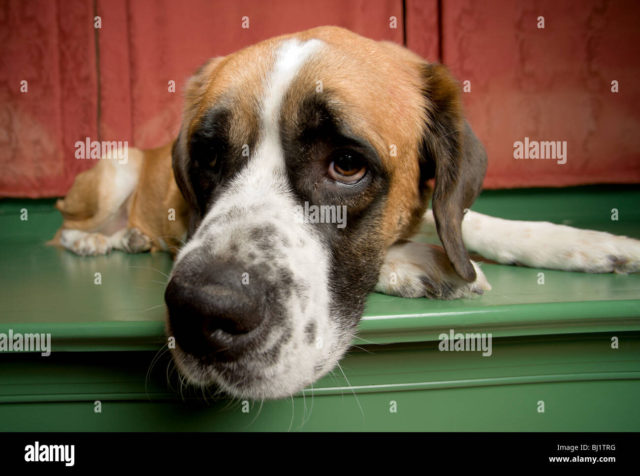 Wide Angle Shot Of A Short Haired St Bernard Stock Photo 28315604