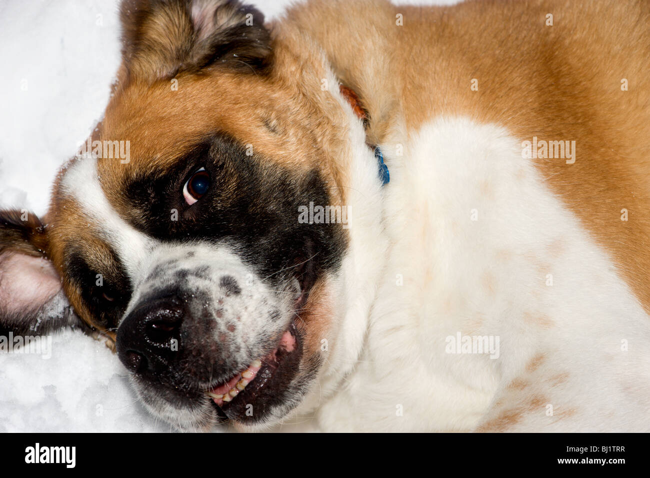 Close Up Shot Of A Short Haired St Bernard Lying In The Snow