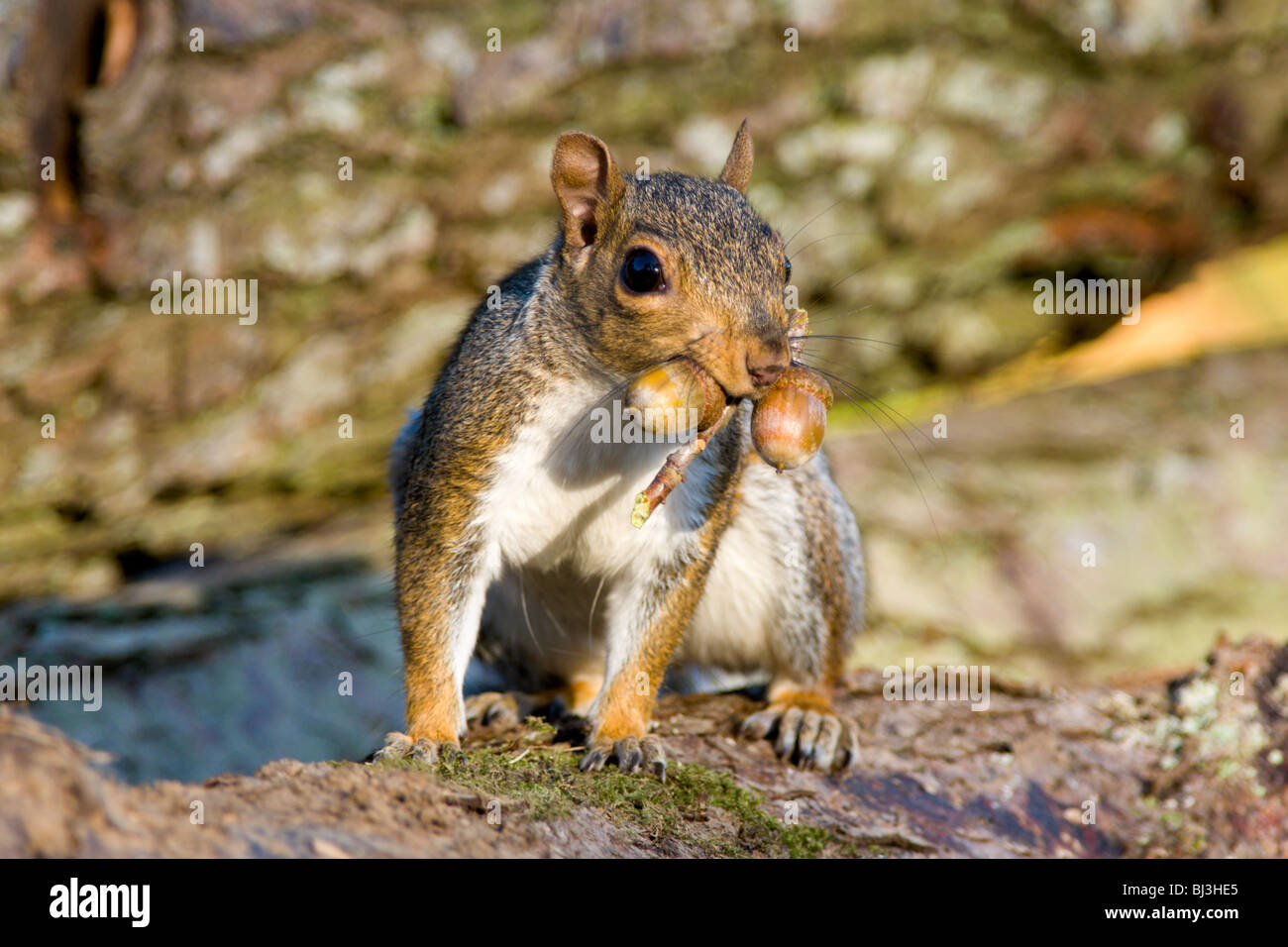 Grey Squirrel with acorns in mouth in Autumn Stock Photo, Royalty Free