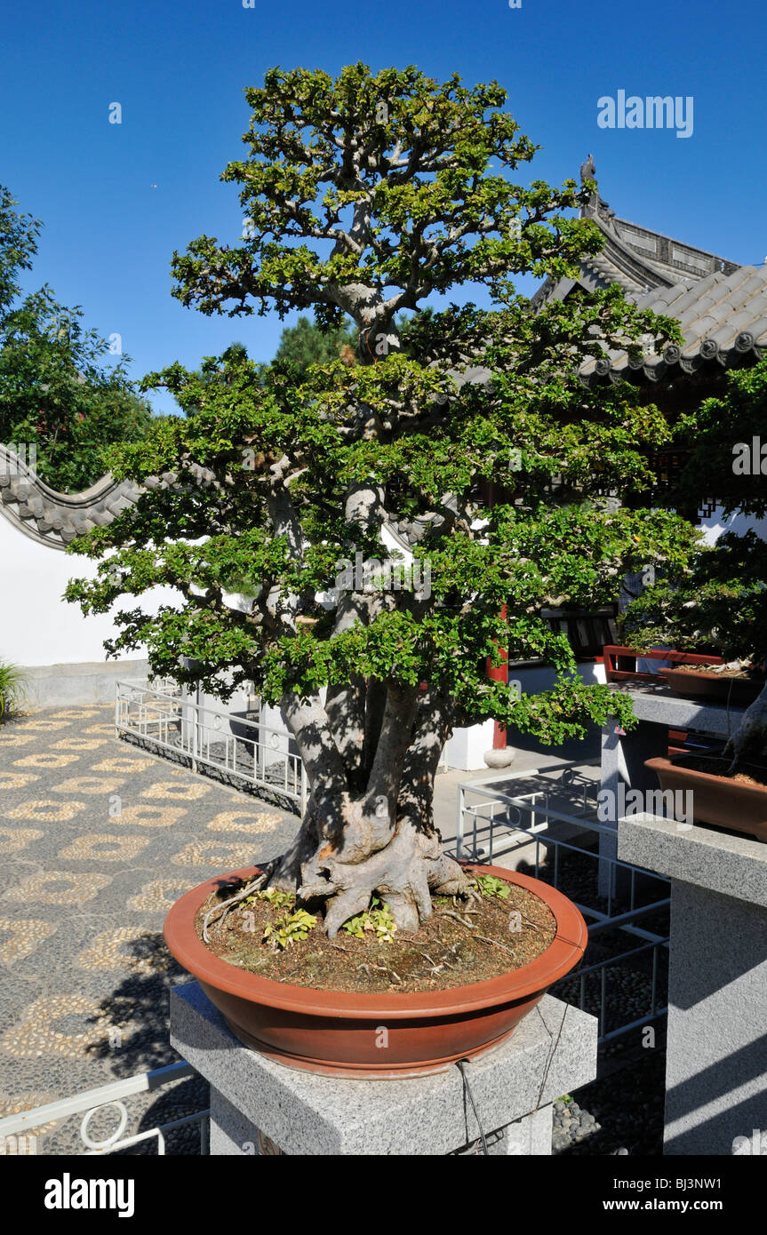 Bonsai Collection Stock Photos Amp Bonsai Collection Stock Images Bonsai Collection Stock Photos Amp Bonsai Collection Stock Images