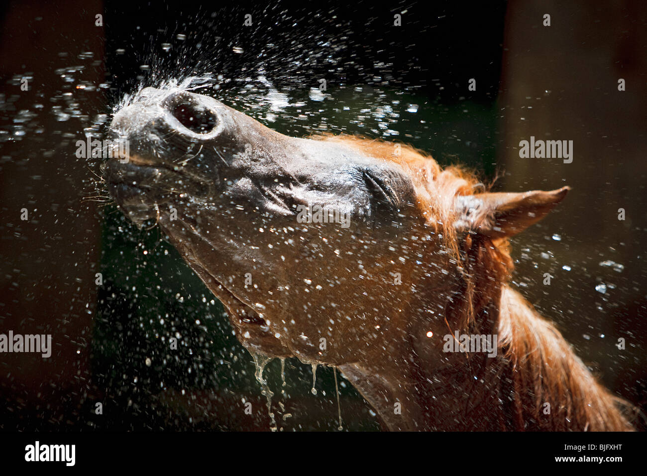 Arabian horse shaking off water Stock Photo, Royalty Free Image