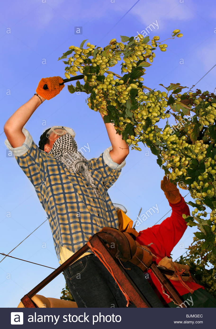 Hoppickers at work Stock Photo, Royalty Free Image 28726164 Alamy