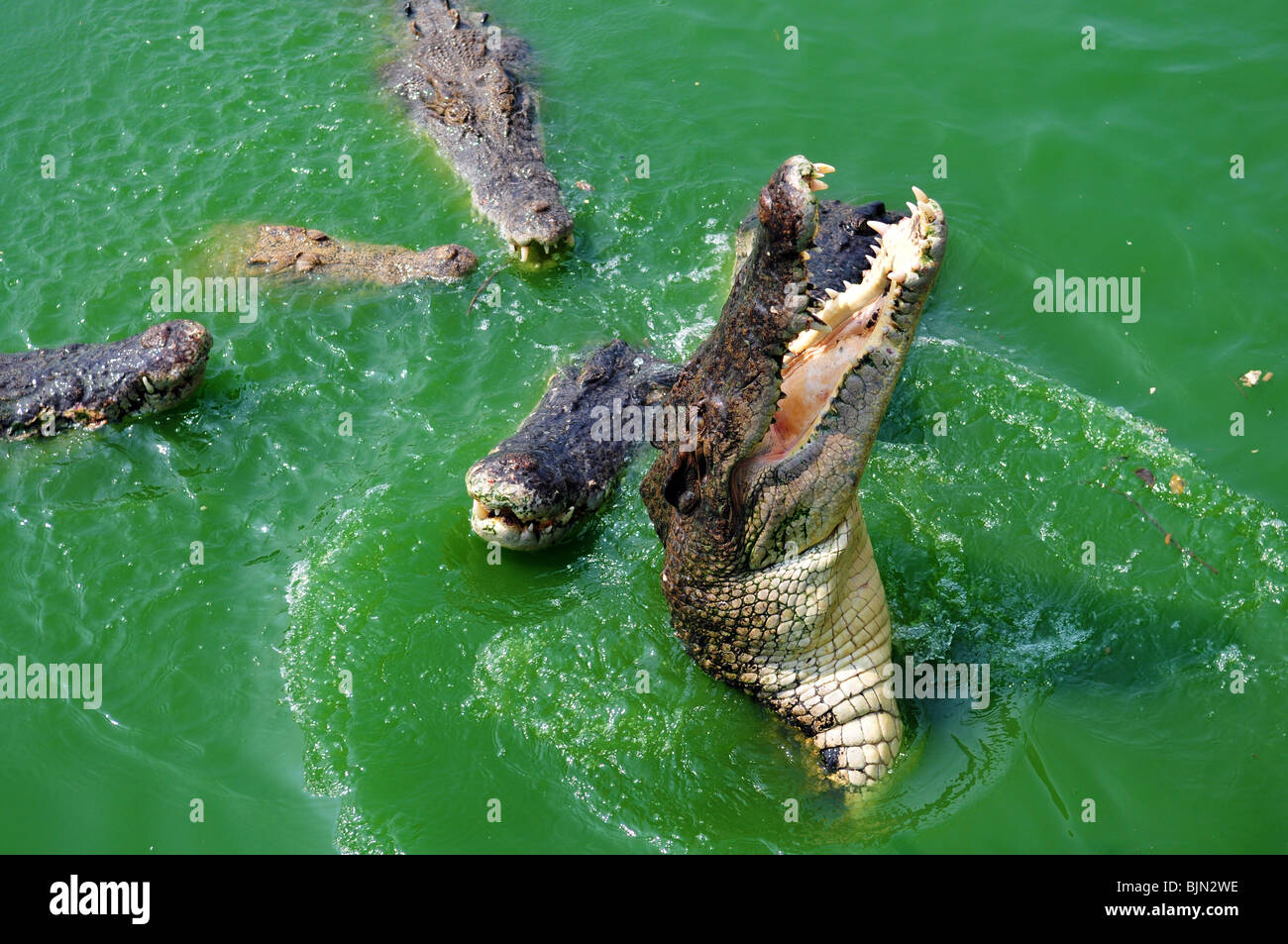 Crocodile Attack In The Green River Water Stock Photo 28737450