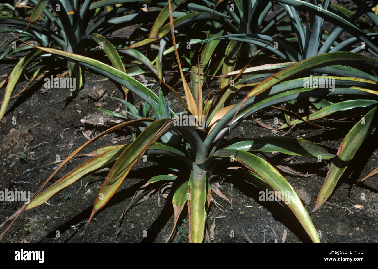 Heart rot (Phytophthora spp.) damage to pineapple plant, South Africa