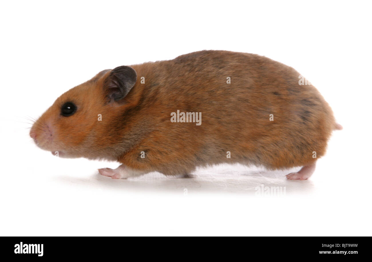 Hamsters Adult 41