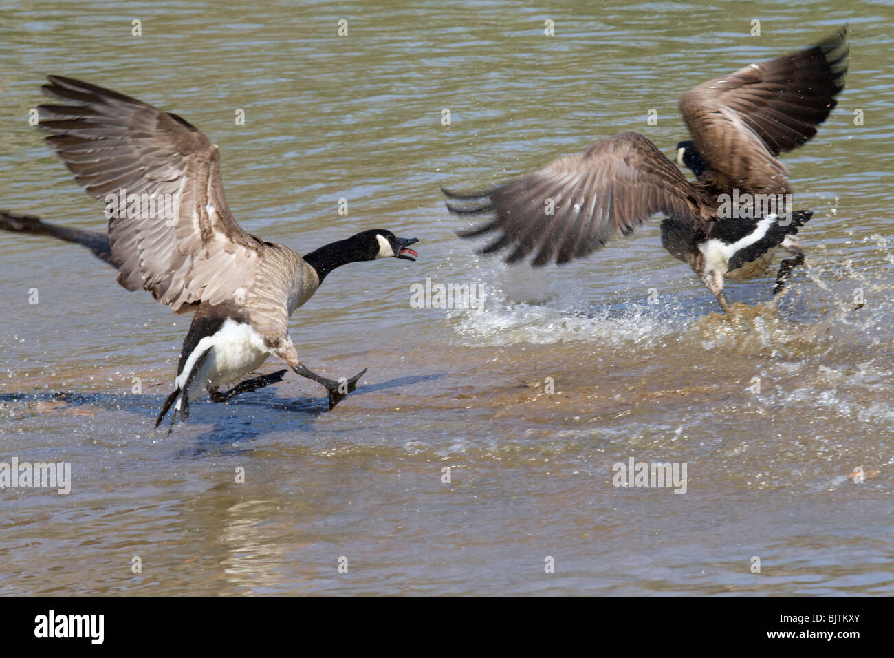 The Canada Geese Branta Canadensis Fighting Stock Photo Alamy