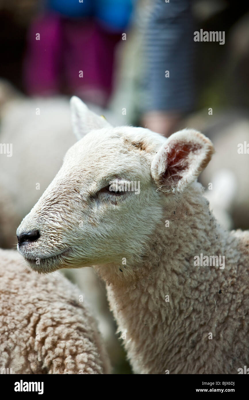 Lamb side view of head Stock Photo, Royalty Free Image 28850014 Alamy