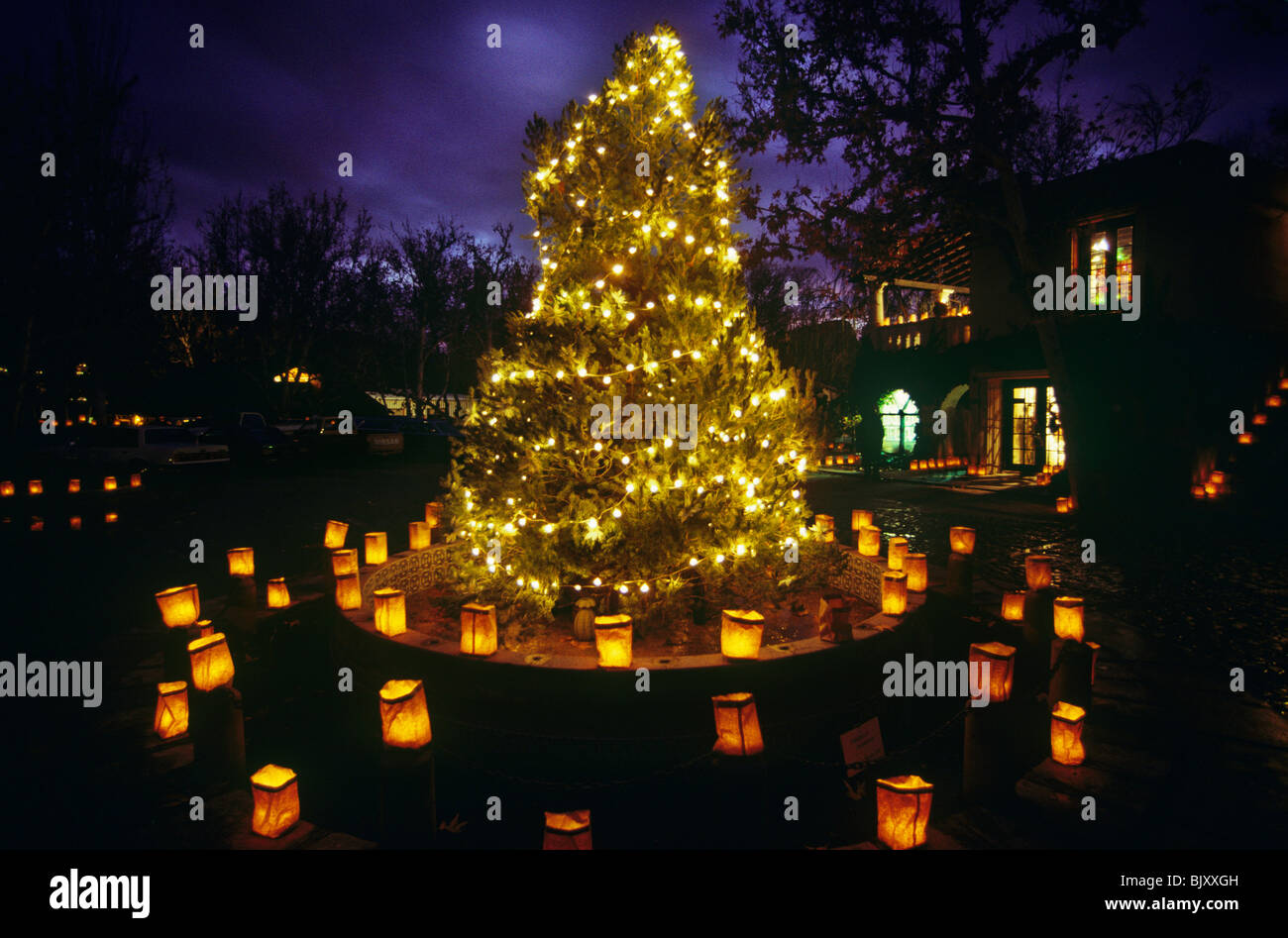 christmas tree and luminarias at tlaquepaque shopping christmas tree and luminarias at tlaquepaque shopping