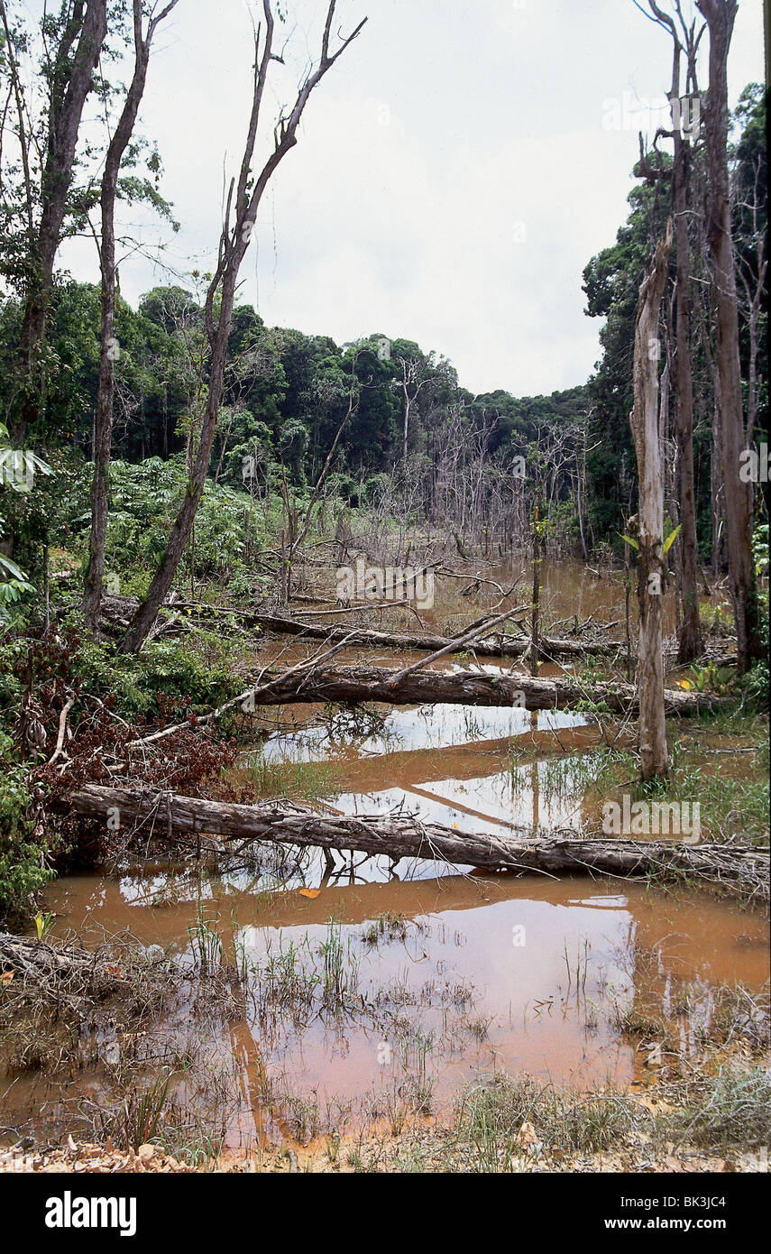 Illegal gold mining in Brazil 19 Illegal gold mining in Brazil 99