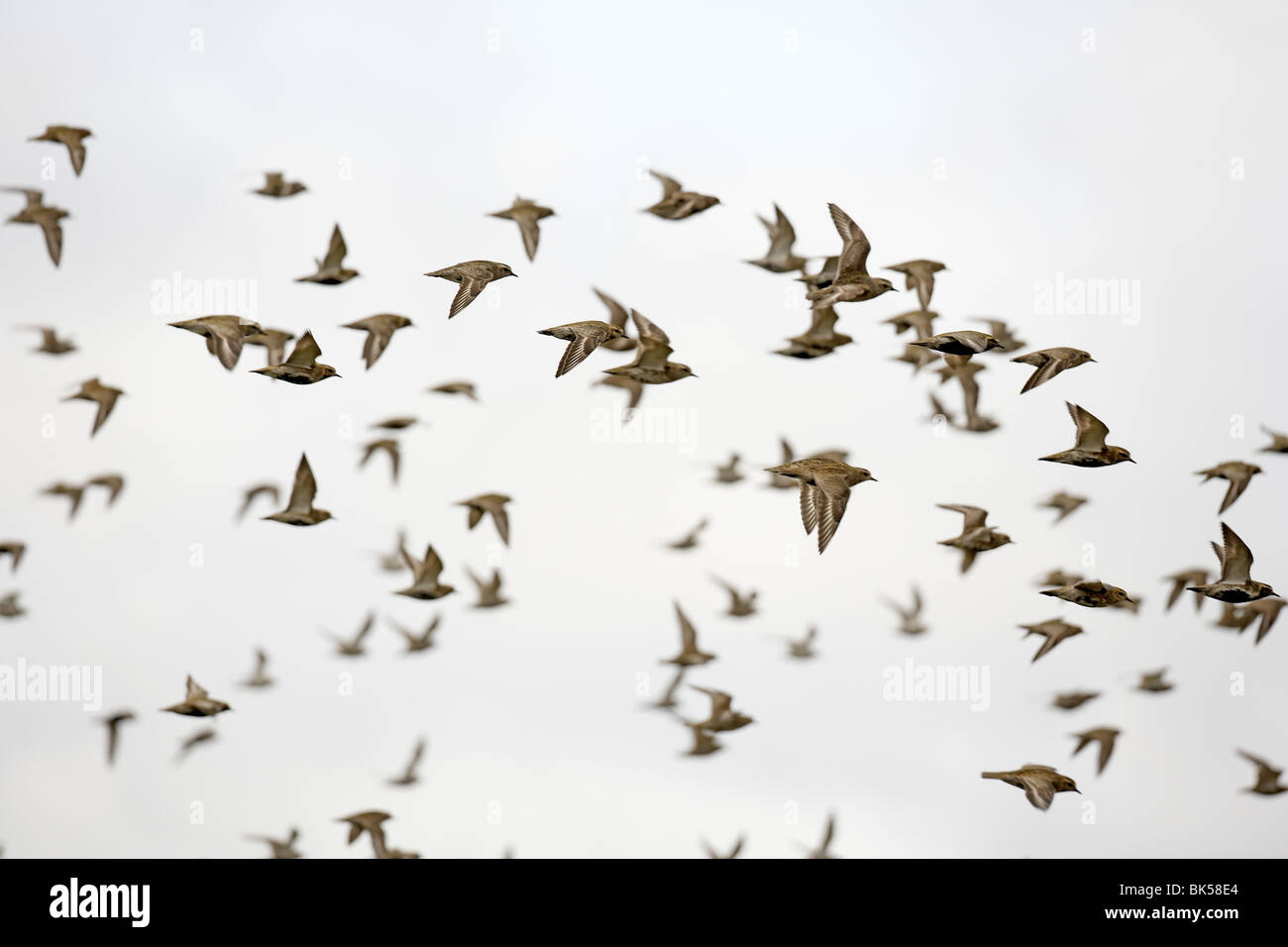 flock-of-golden-plover-pluvialis-apricar