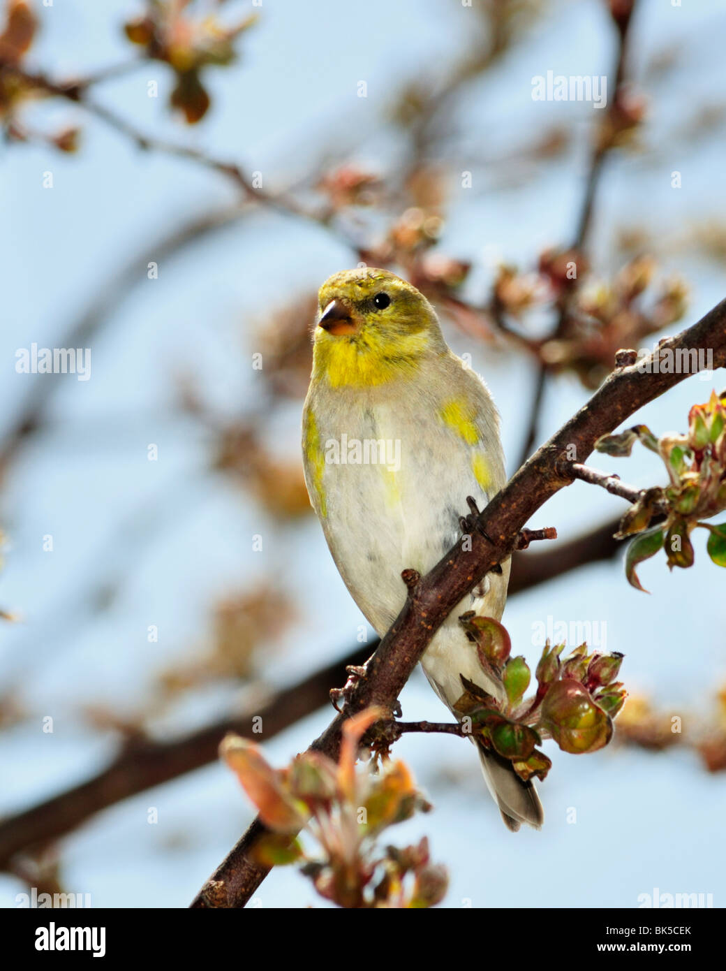 American Goldfinch Carduelis Tristis Perches In A Crabapple Tree