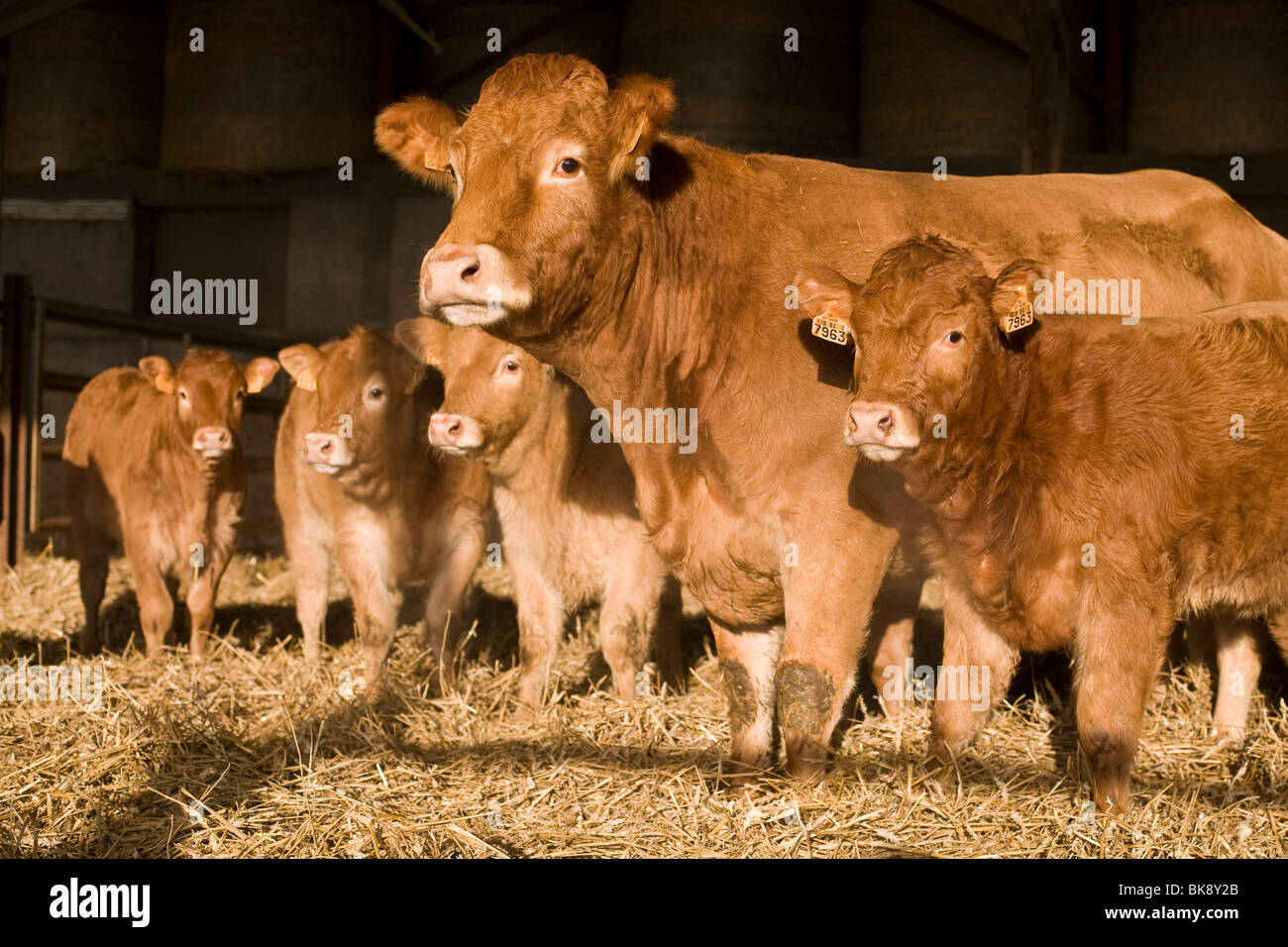 Limousin Calves And Cow Stock Photo Alamy