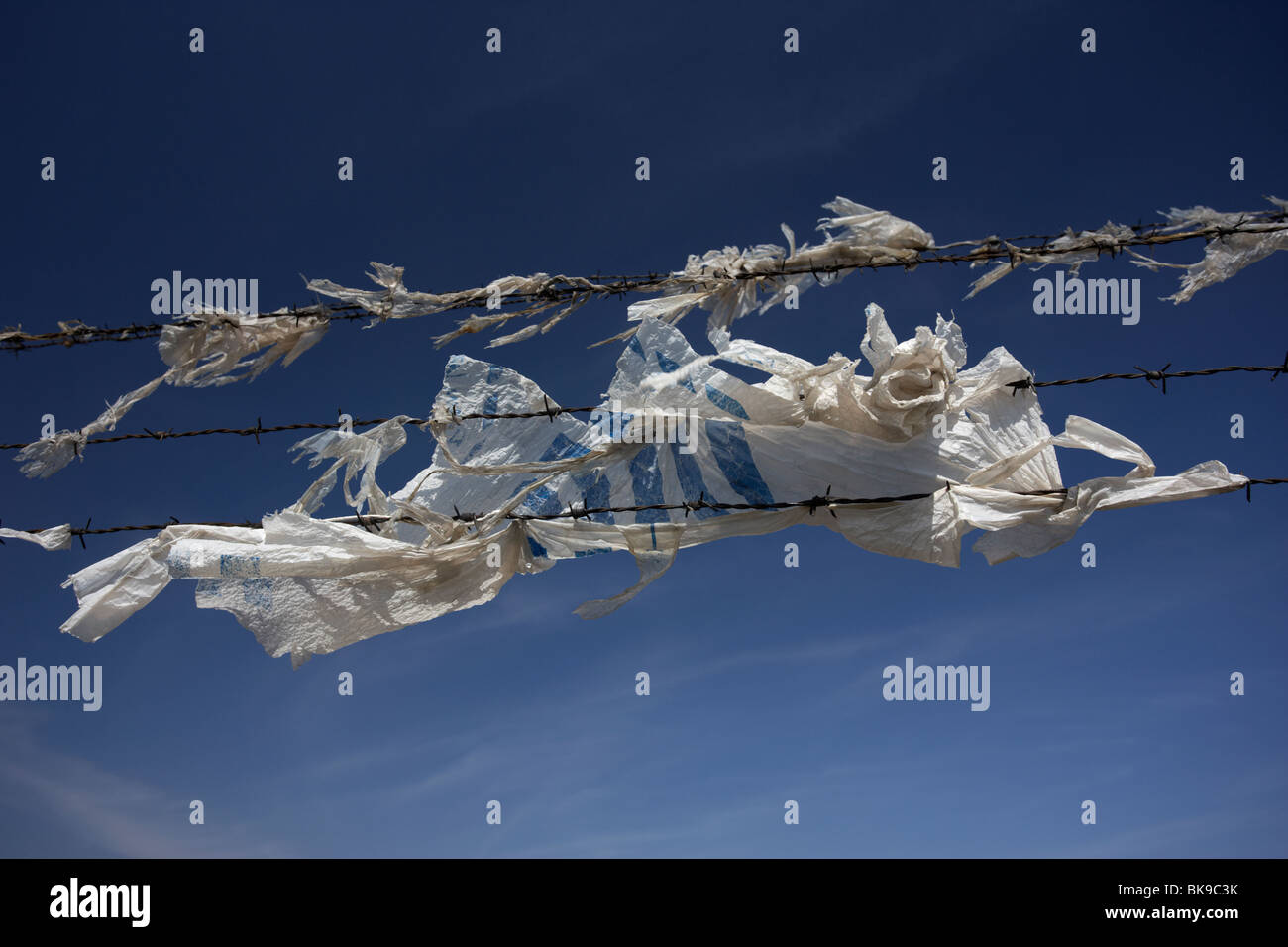 old discarded plastic carrier bag rotting and torn blowing in the Stock