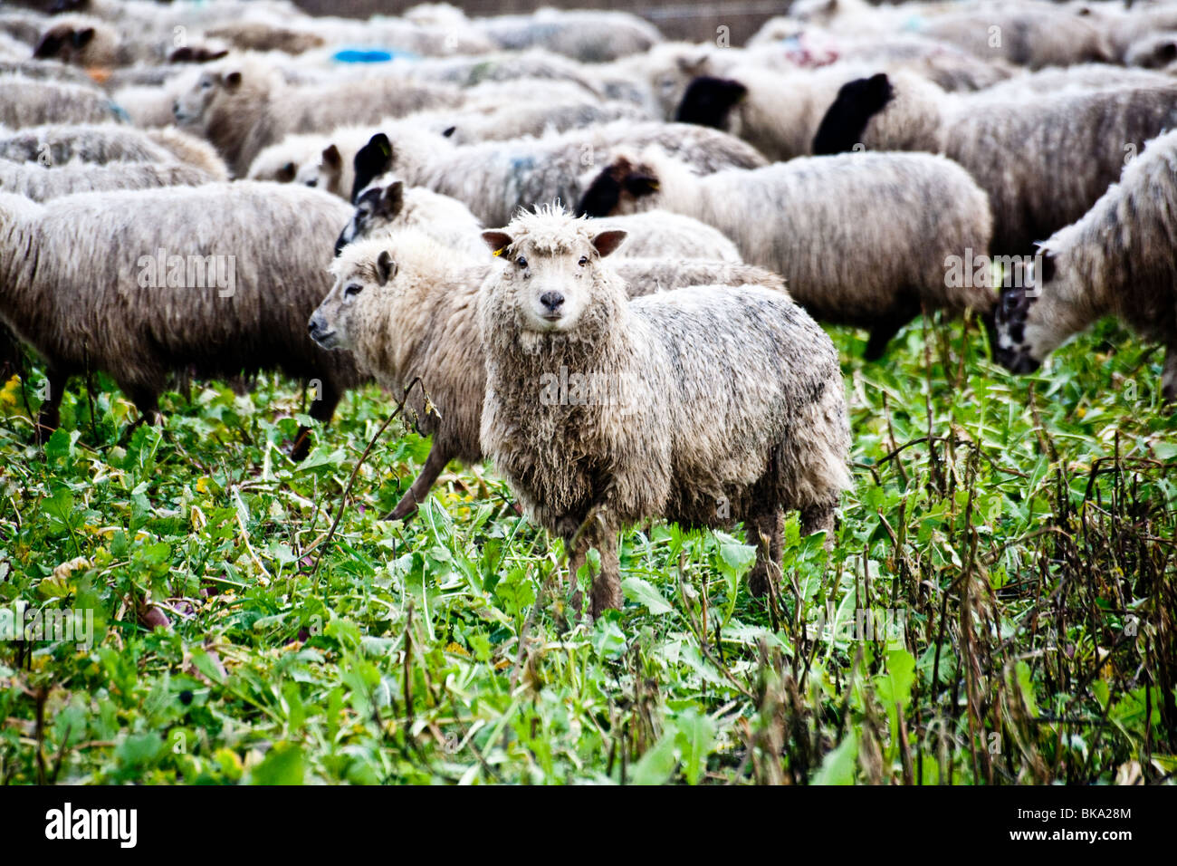 Sheep Grazing in a Turnip field, over winter. The turnips are grown