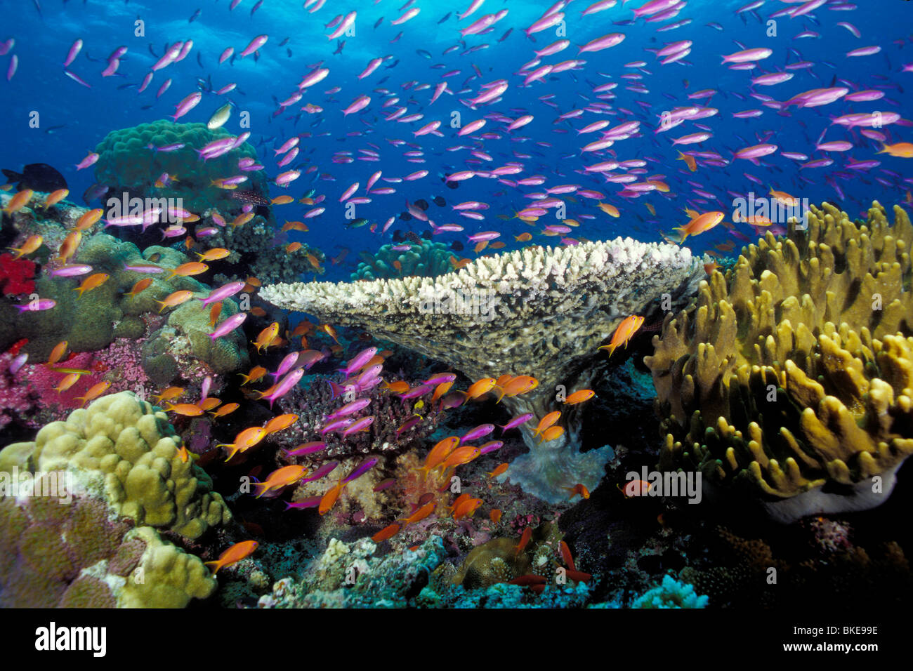 Coral Reef Fiji Pacific Ocean Stock Photo Alamy