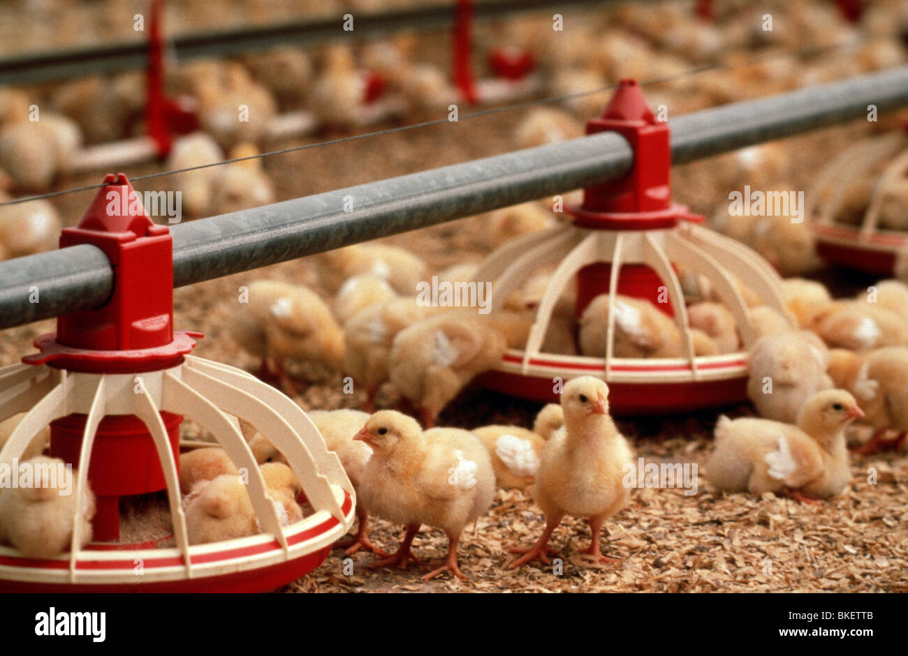 Agriculture industry Mass production chicken industry Stock Photo