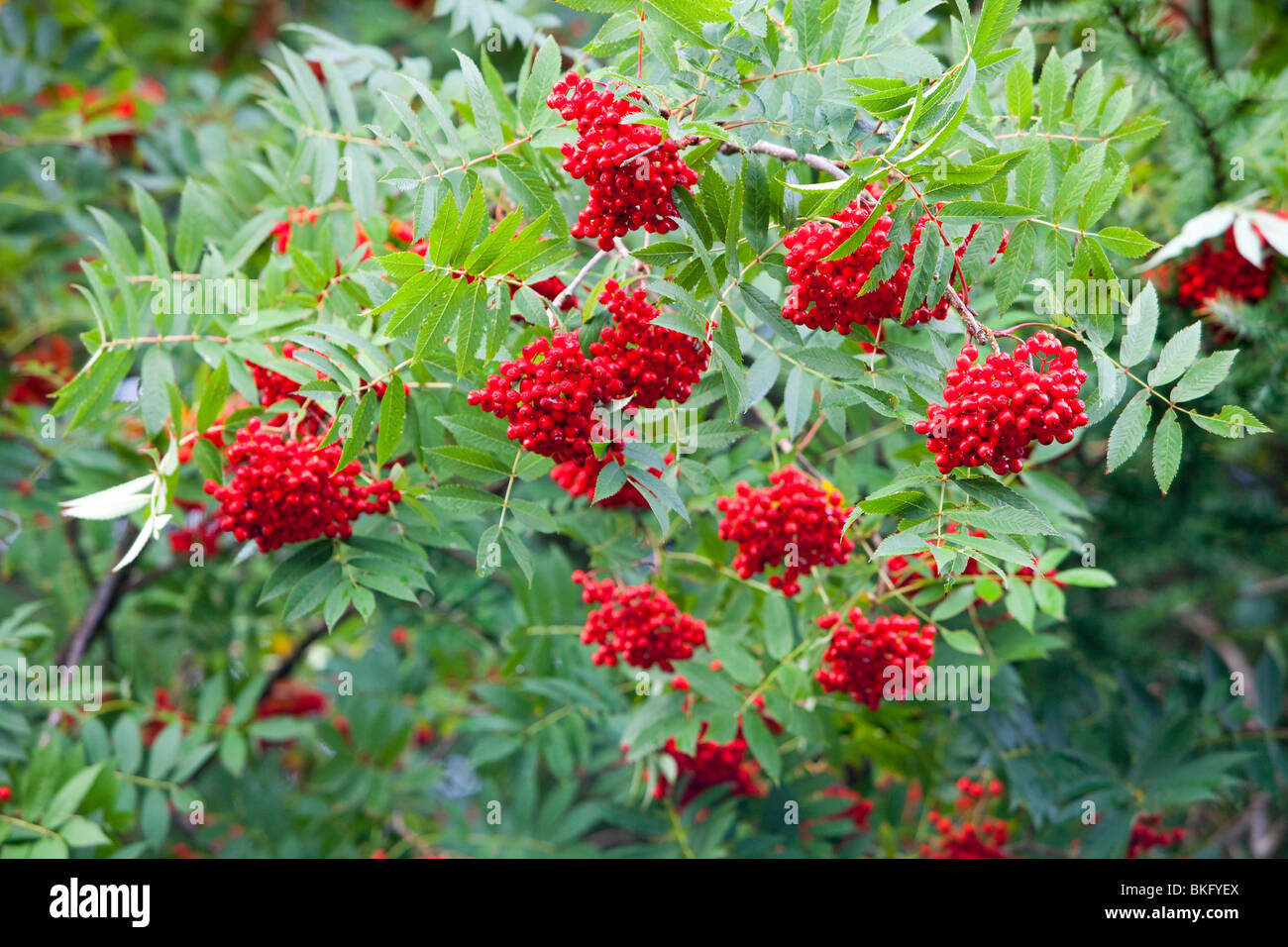 Rowan Berries on a mountain Ash tree in the Lake District, UK Stock