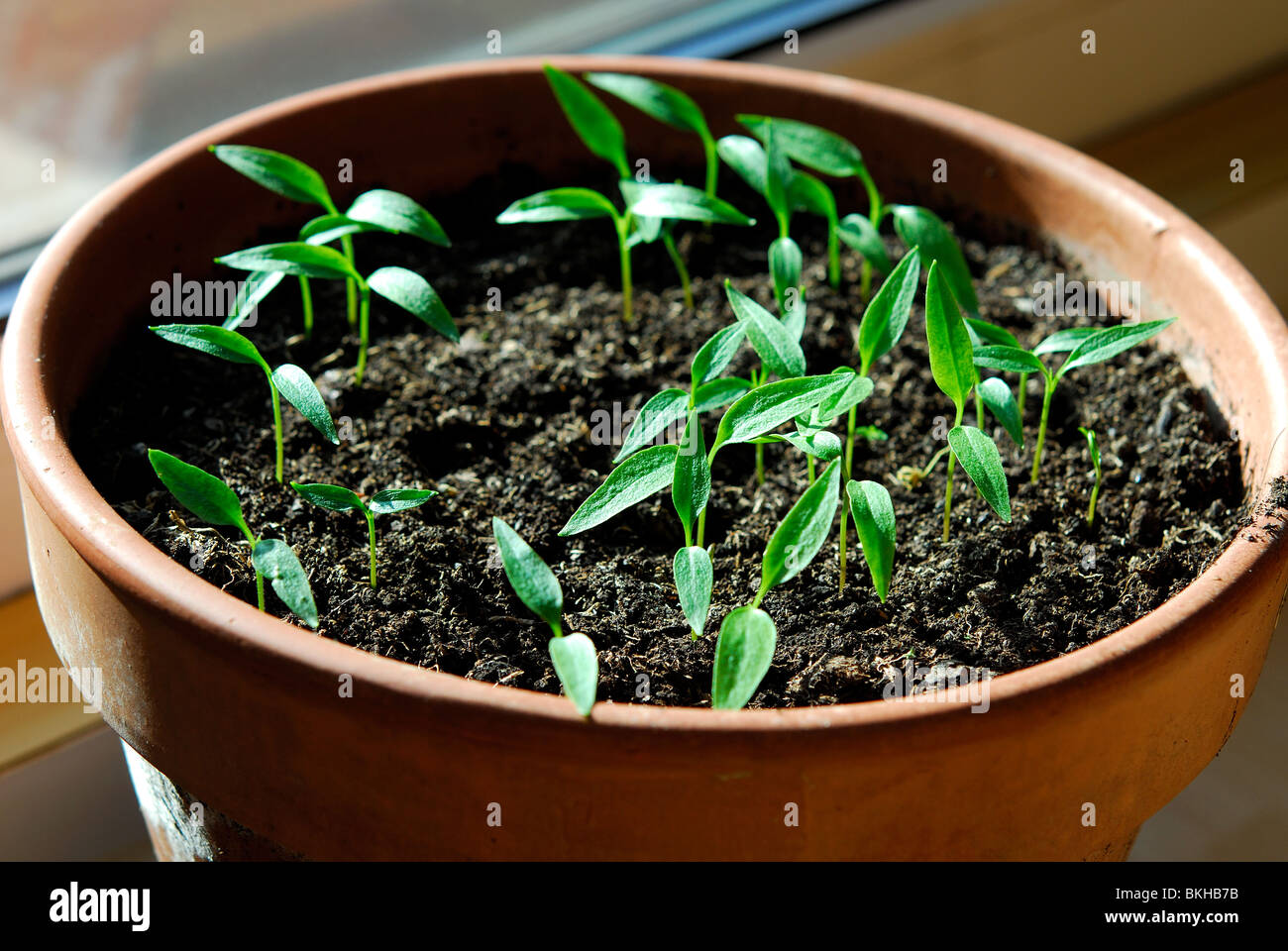 Chilli pepper plant seedlings growing in a pot on a sunny windowsill Stock Photo, Royalty Free