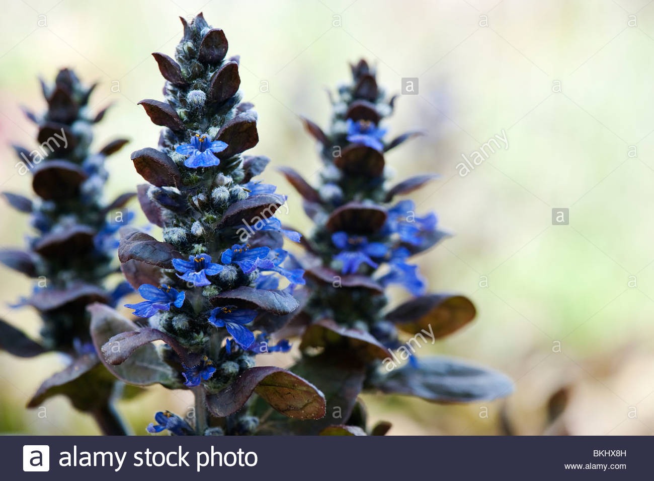 Ajuga reptans 'Catlin's Giant'. Bugle 'Catlin's Giant' Stock Photo, Royalty Free Image 29282641