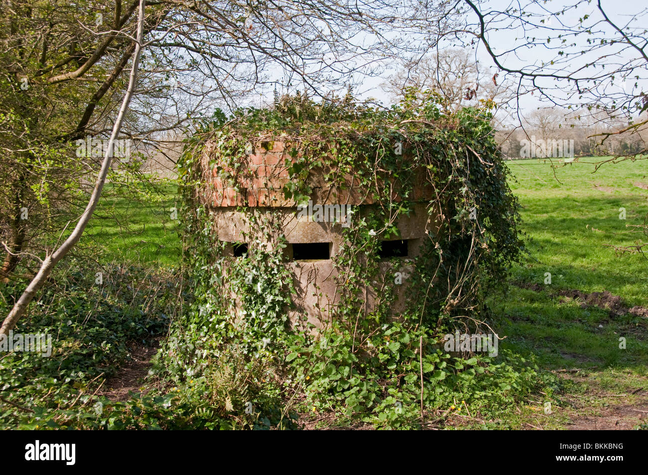 World War Two Pill box, covered in ivy. Dorset England. Now a home