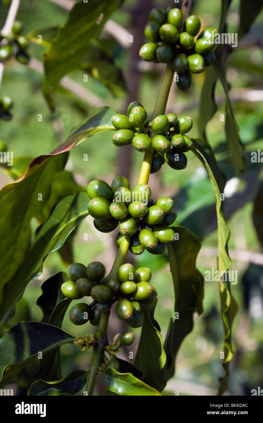 Garcinia cambogia plus 95 pure image 7