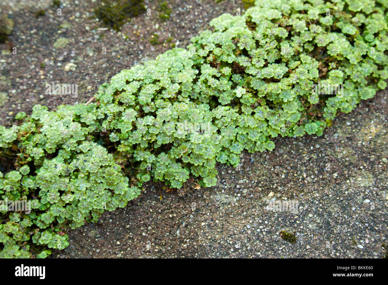 Marchantiophyta liverworts / hepatics Stock Photo, Royalty Free Image