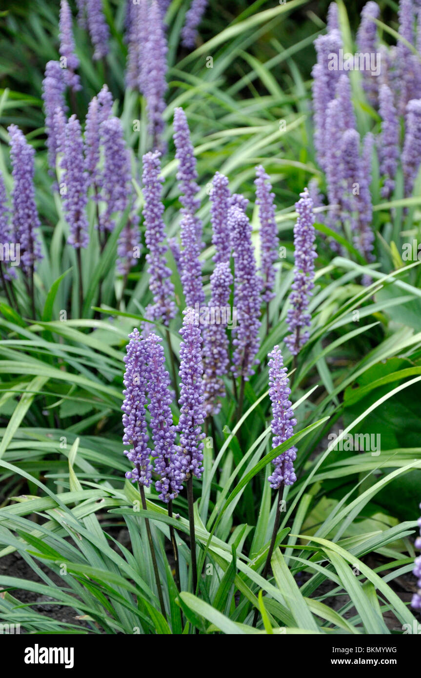 Big blue lily turf (Liriope muscari Stock Photo, Royalty Free Image