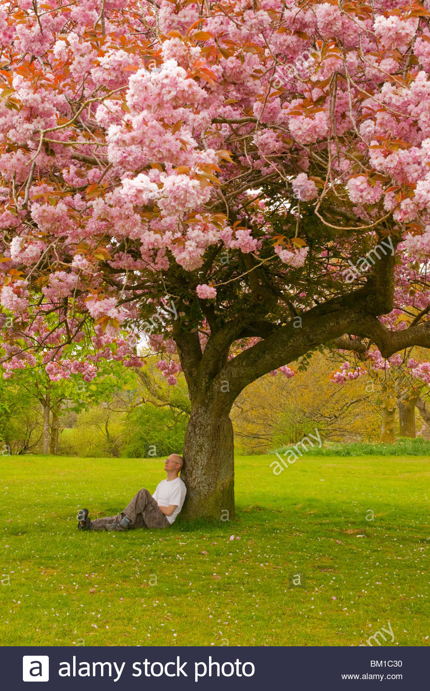 cherry tree single men Official site- join now and search for free blossomscom is the leader in online asian dating find asian women for love, dating and marriage. cherry tree single men Official site- join now and search for free blossomscom is the leader in online asian dating find asian women for love, dating and marriage.