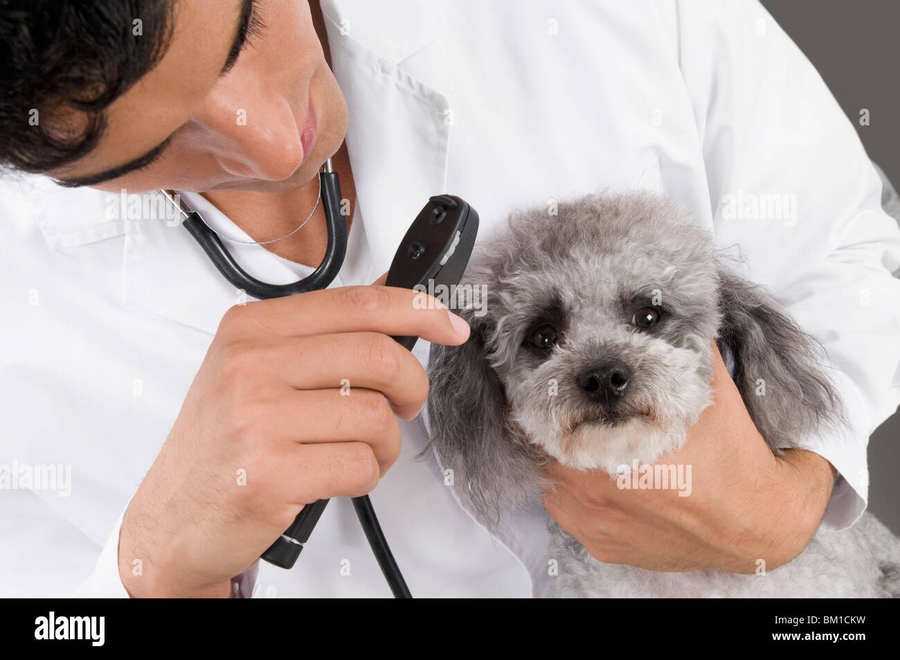Vet examining a dog with an otoscope Stock Photo, Royalty Free Image