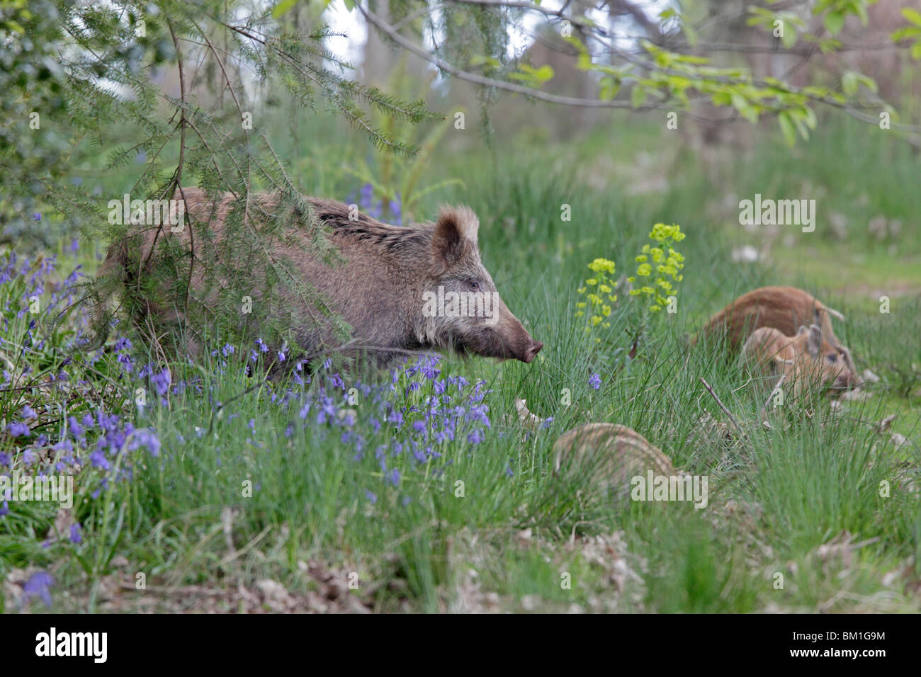 wild-boar-sow-with-piglets-in-the-forest