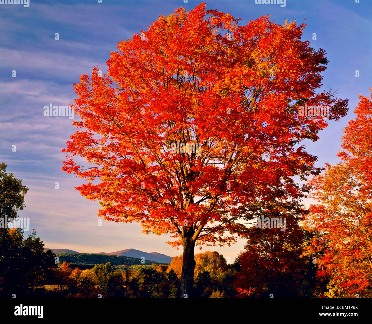 Sugar Maple Catskill Mountains in Autumn Seen from Shawangunk Stock