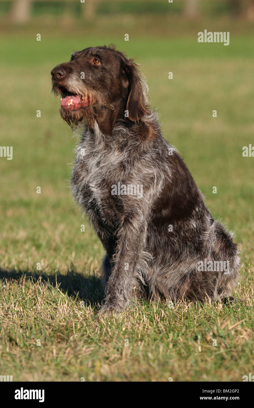 German Wirehaired Pointer Stock Photo 