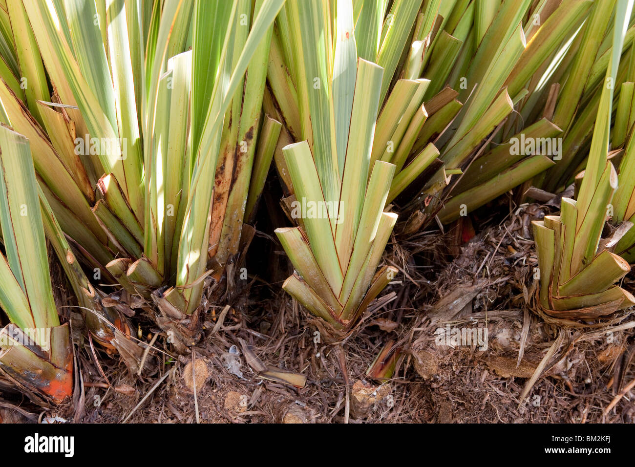 Phormium New Zealand Flax, cut back for new growth Stock Photo