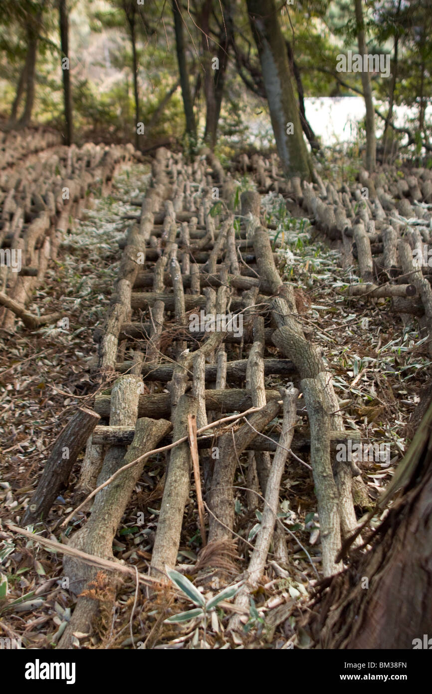 Shiitake Mushroom Cultivation in Japan Stock Photo, Royalty Free Image