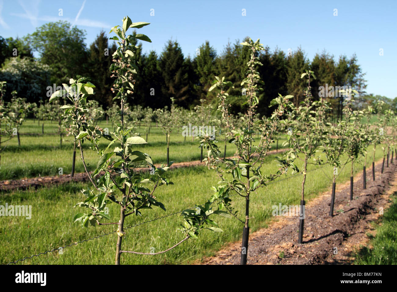 line of young apple trees for cider Stock Photo, Royalty Free Image