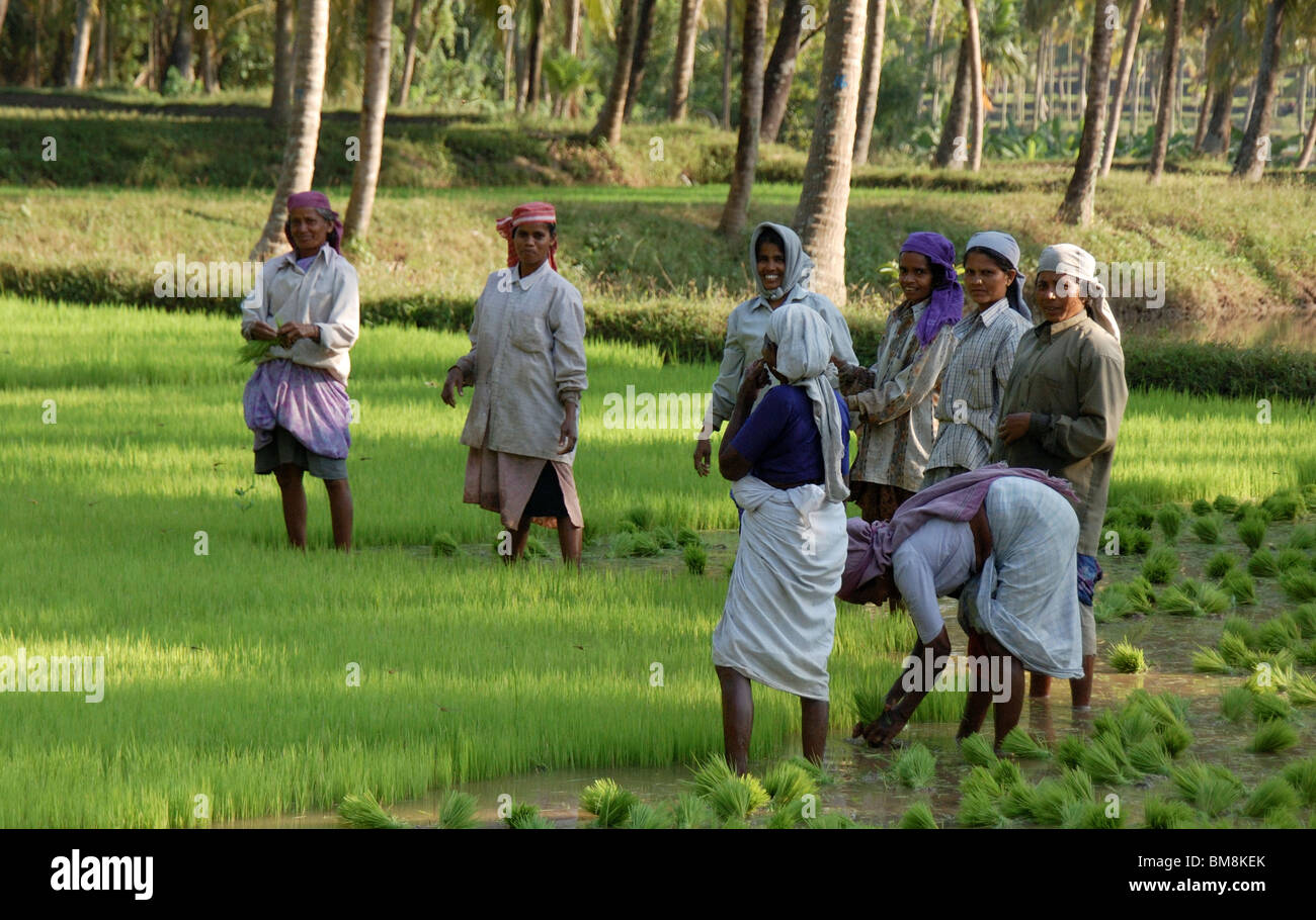 women agriculture workers in paddy fields,kerala,india,asia Stock Photo