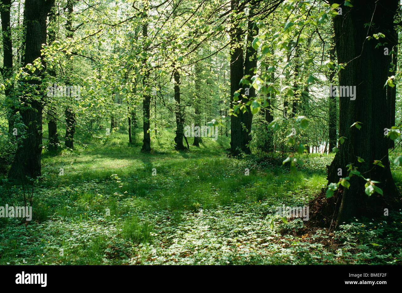 Deciduous Forests Hi Res Stock Photography And Images Alamy