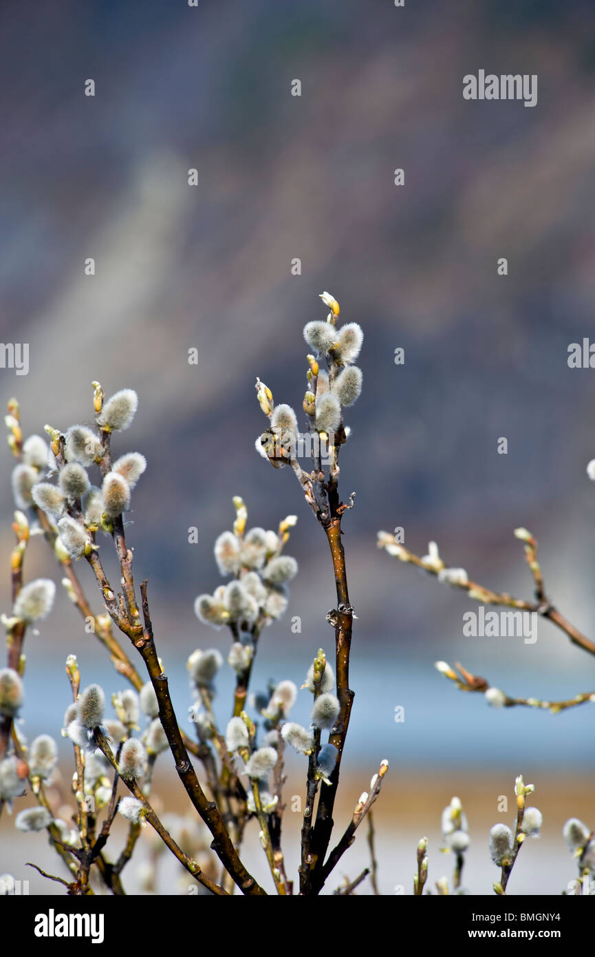 Bumble Bee On Pussy Willow Bud Stock Photo Alamy