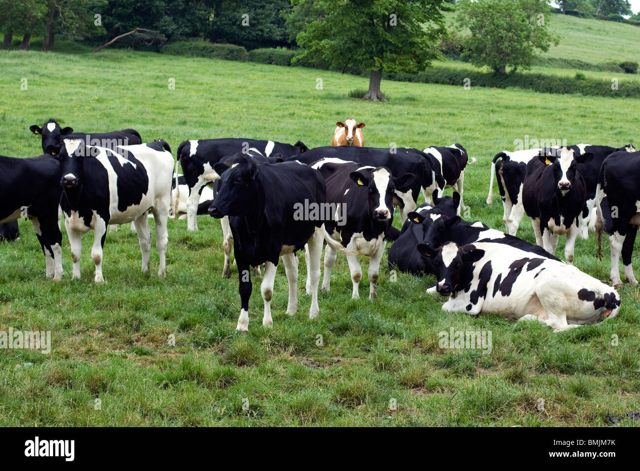 British Dairy Cows in A field Stock Photo, Royalty Free Image 29914519 Alamy