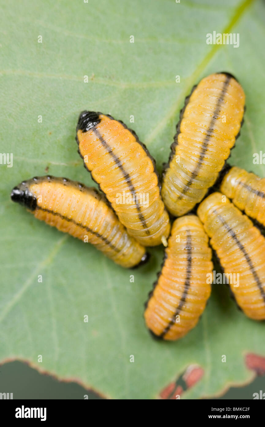 Eucalyptus leaf beetle larvae Stock Photo, Royalty Free Image 29930055