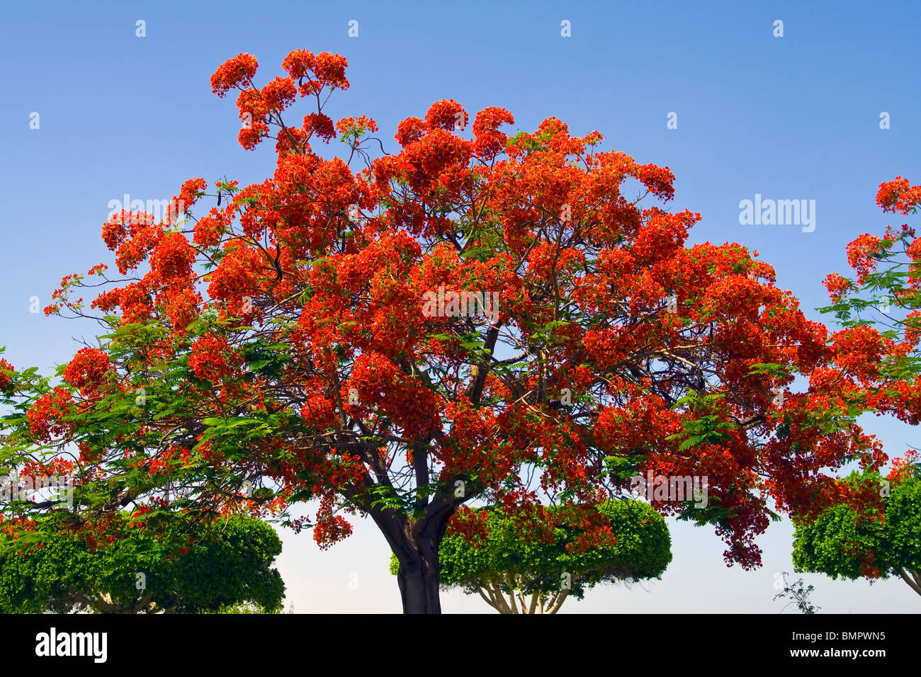 Red blossoming tree alongside the Aswan Dam in Egypt Stock Photo
