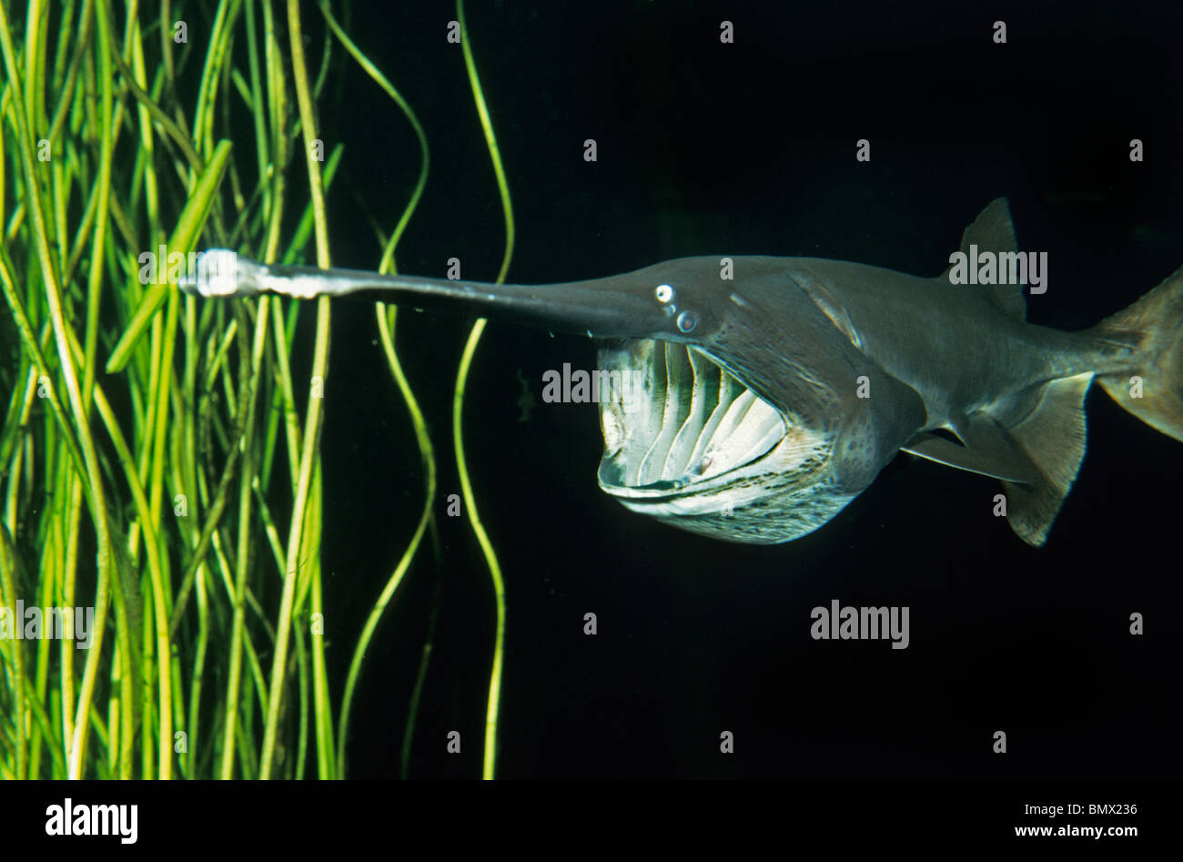 Paddlefish (Polyodon spathula) Tennessee River, Tennessee USA CAPTIVE