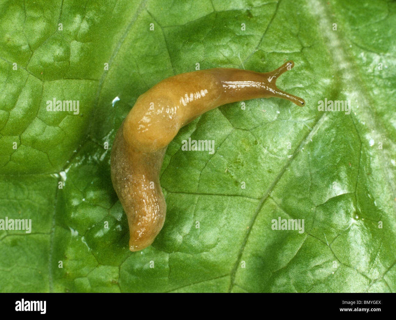 Field slug parasitised by nematode Phasmarhabditis hermaphrodita Stock ...