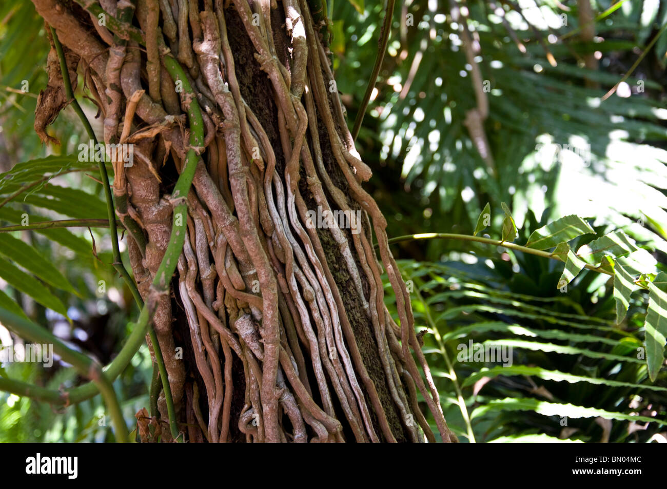 Liana Stock Photo, Royalty Free Image: 30121852 - Alamy